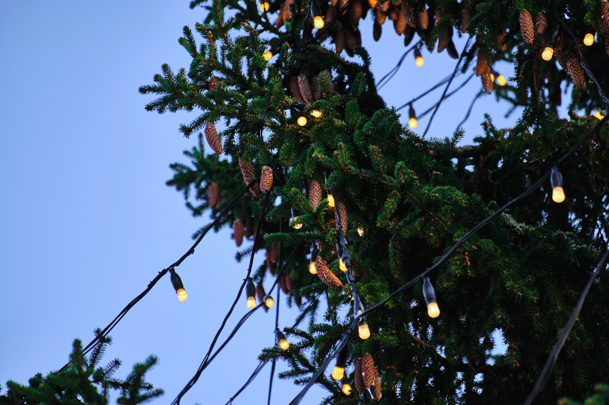Holiday Lighting Program